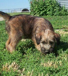 LIZZIE