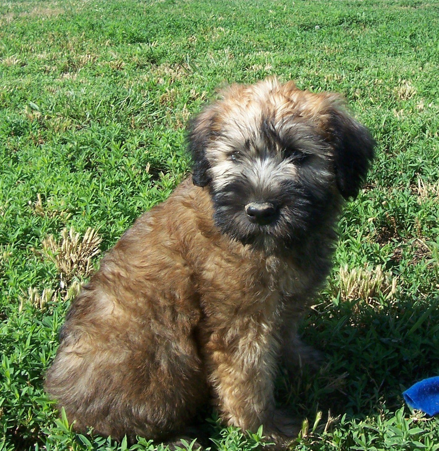 Soft Coated Wheaten Terriers Available Homestead Kennel Happy